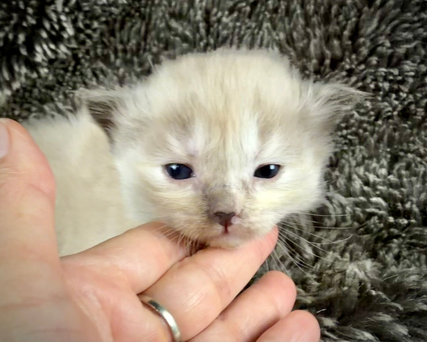 Ladybug  - FEMALE - Seal Sepia Tortie