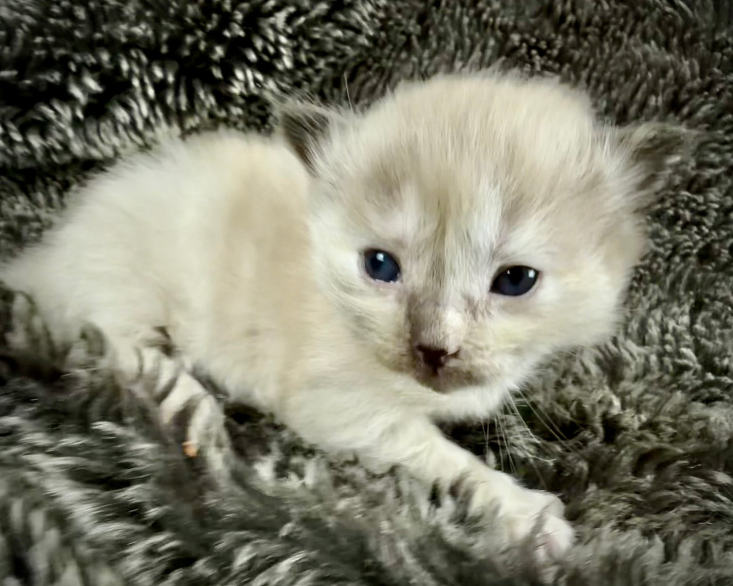 Ladybug  - FEMALE - Seal Sepia Tortie