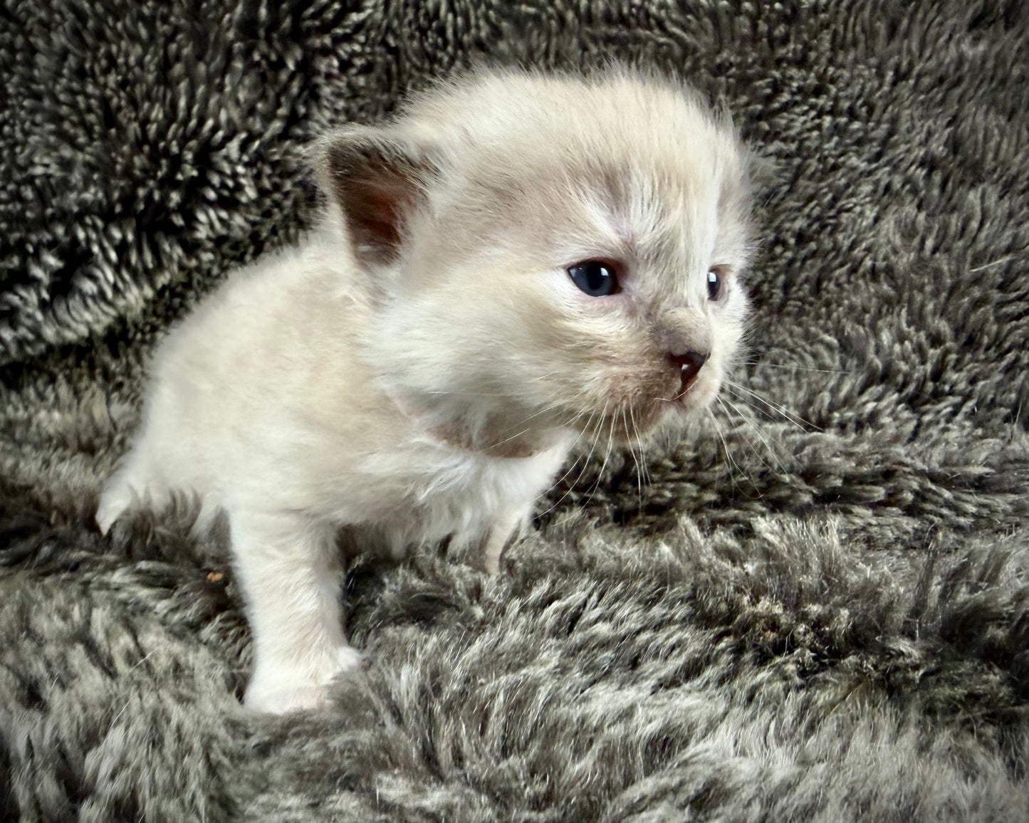 Ladybug  - FEMALE - Seal Sepia Tortie