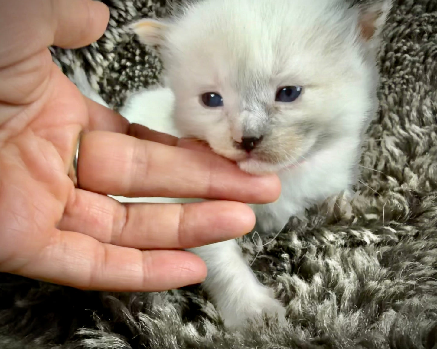 Bumble bee  - FEMALE - seal point tortie