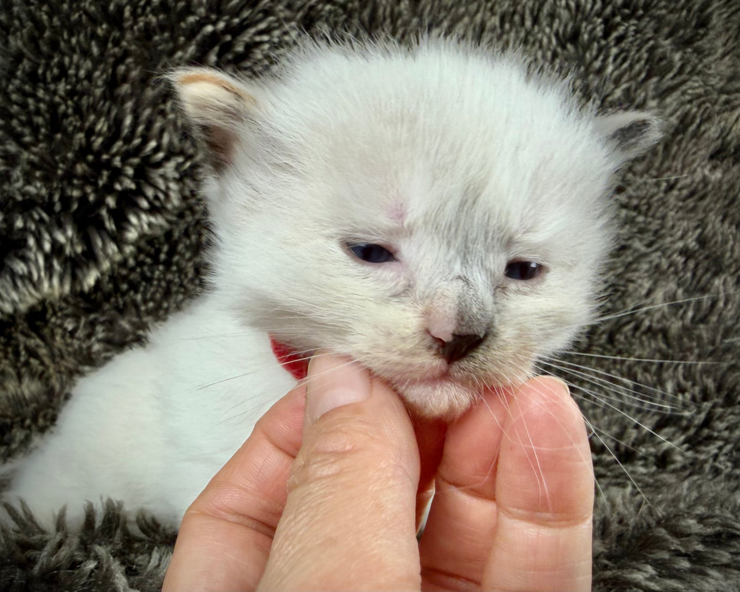 Bumble bee  - FEMALE - seal point tortie