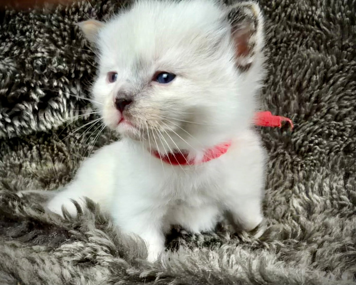 Bumble bee  - FEMALE - seal point tortie