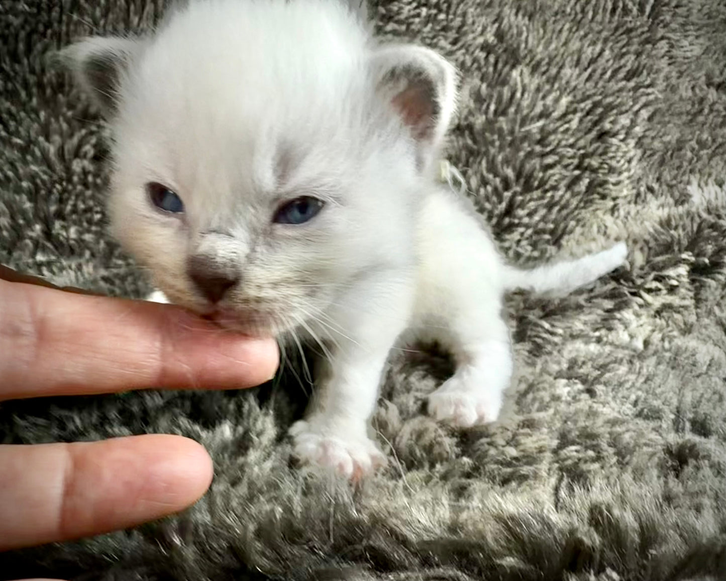 Monarch -MALE - blue point mitted