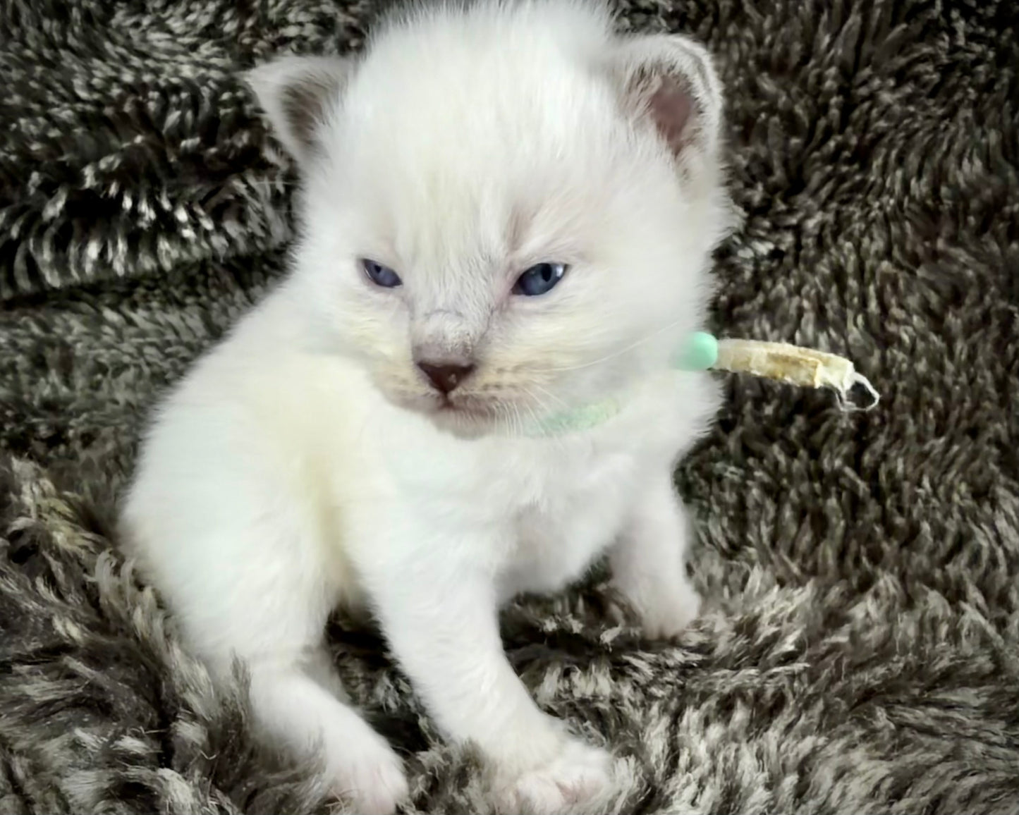 Monarch -MALE - blue point mitted
