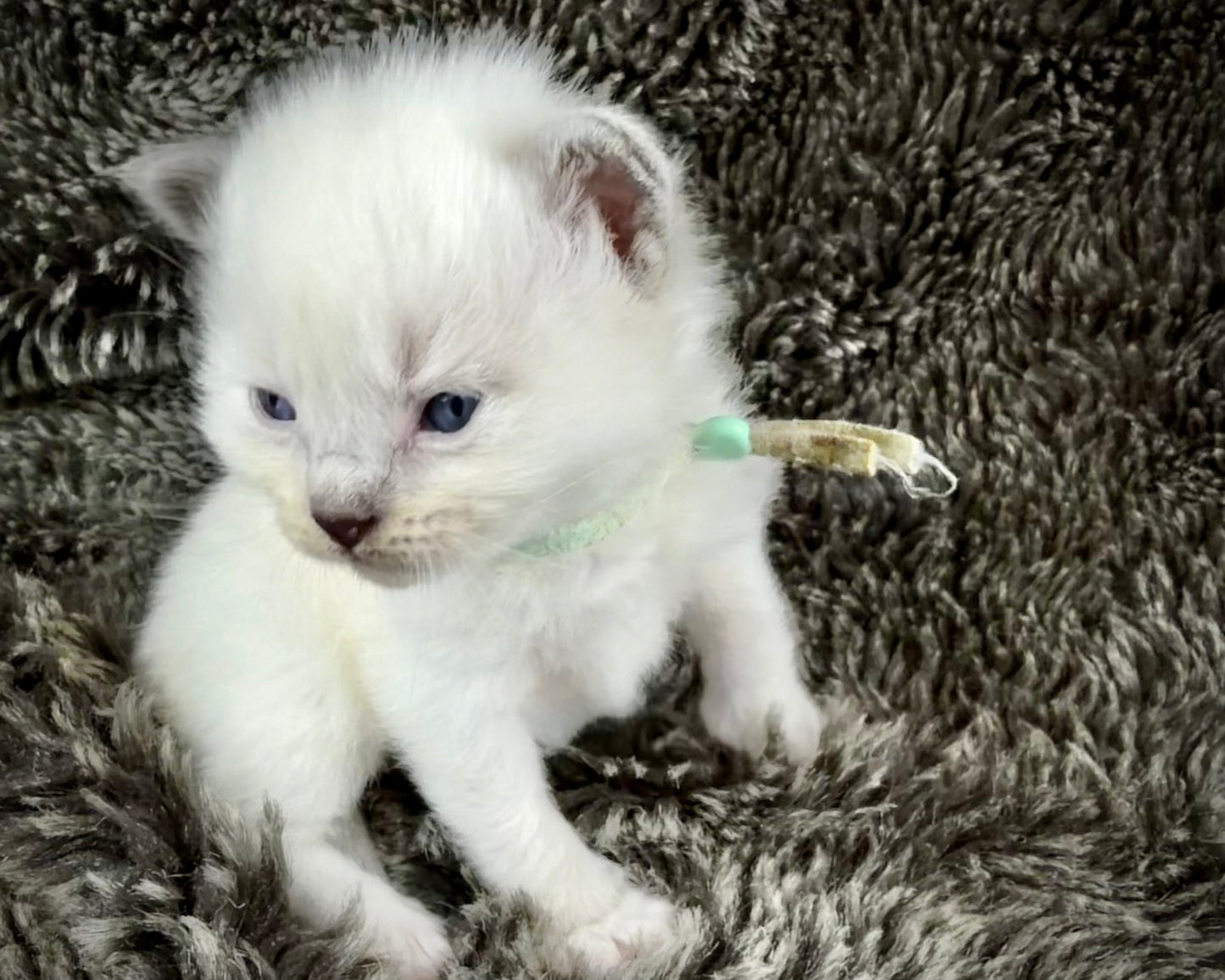 Monarch -MALE - blue point mitted