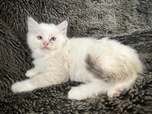 Princess Peach  - Cream/Blue Point tortie - FEMALE - Available - 6/5/25 - $2100