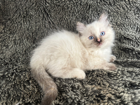 Isabelle  - seal tortie - FEMALE - AVAILABLE - 6/5/25 - $2100