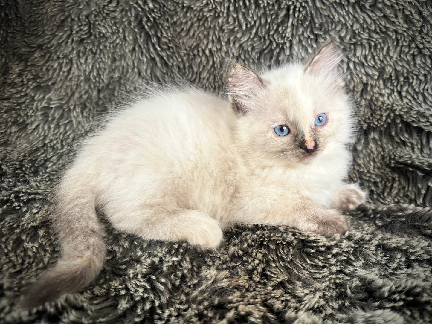 Isabelle  - seal tortie - FEMALE - AVAILABLE - 6/5/25 - $2100