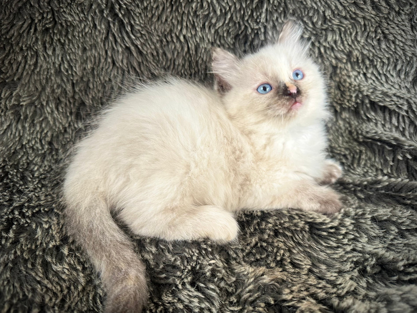 Isabelle  - seal tortie - FEMALE - AVAILABLE - 6/5/25 - $2100