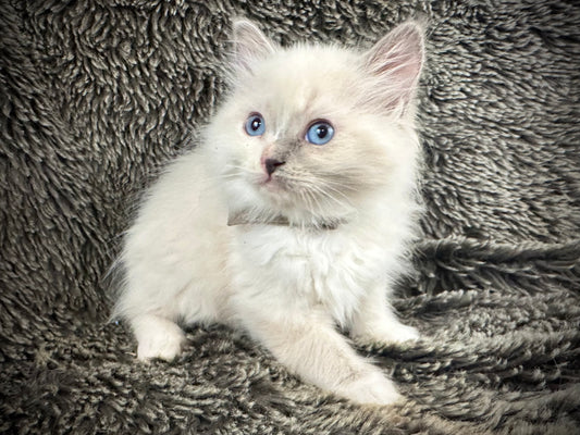 Toriel - Cream/Blue Point tortie - FEMALE - Available - 6/5/25 - $2100