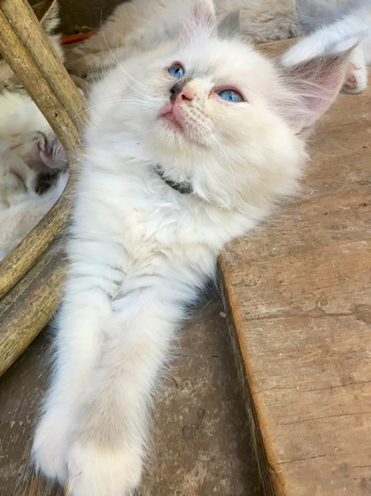 Zelda  - blue tortie - FEMALE - AVAILABLE - 6/5/25 - $2100