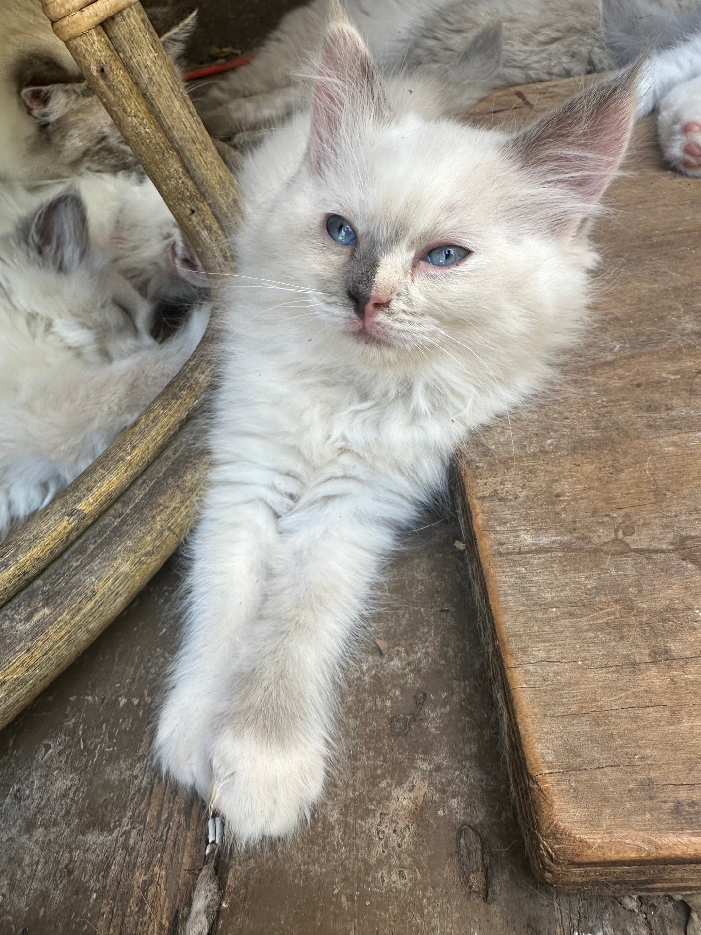 Zelda  - blue tortie - FEMALE - AVAILABLE - 6/5/25 - $2100