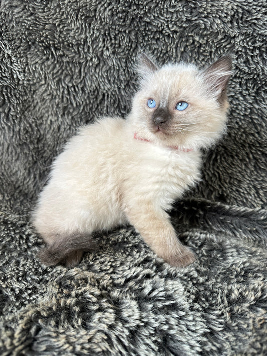 Boba  - Seal Point  - MALE - RESERVED - 6/5/25 - $2100