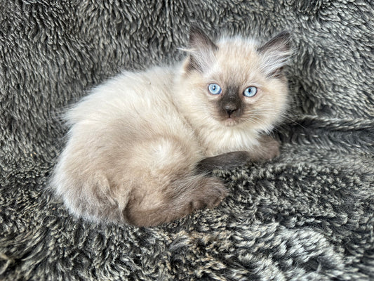 Bowser - Seal Point  MALE - Available 6/5/25 - $2100
