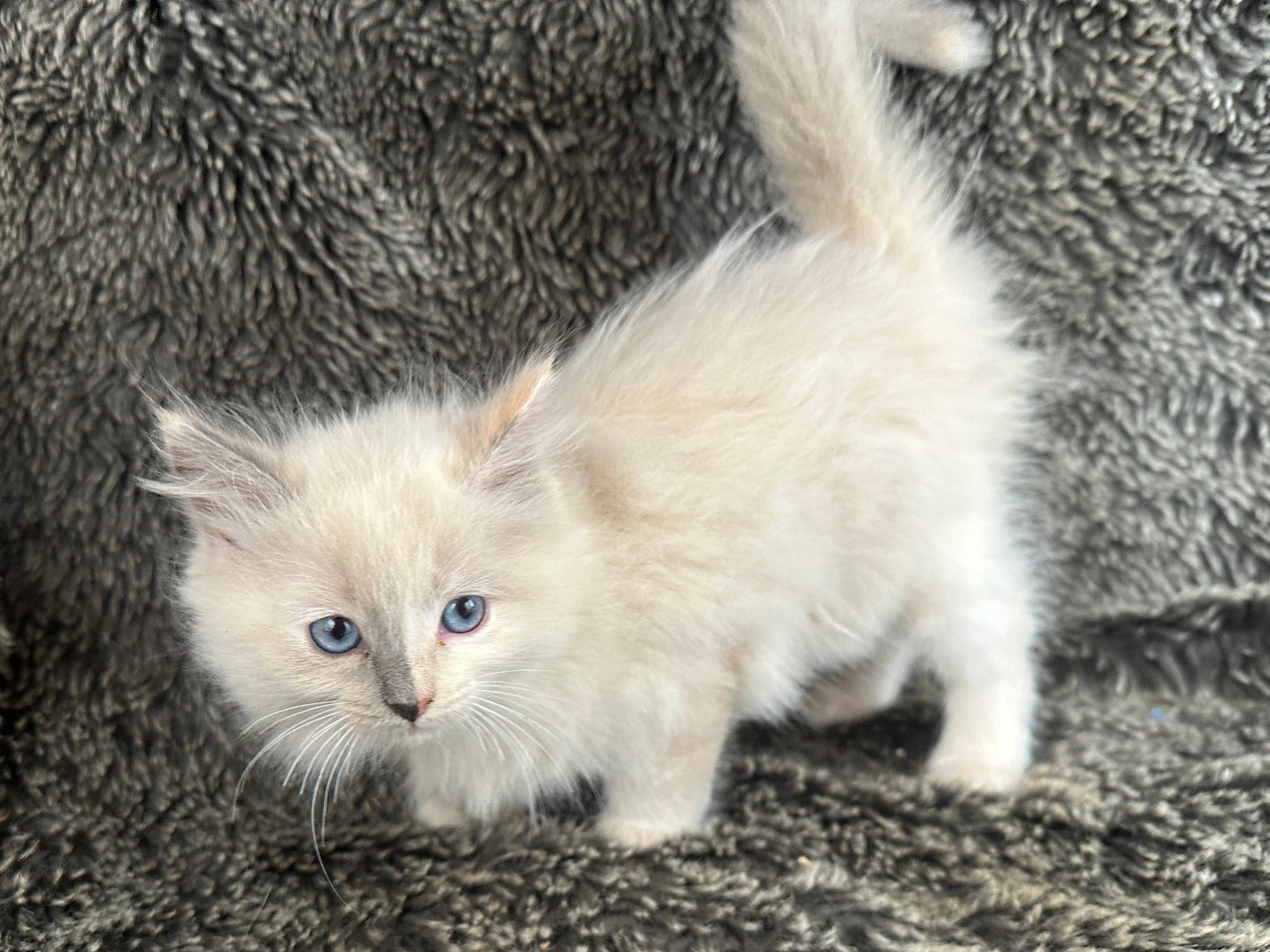 Looks to the MOON - Cream/Blue Point tortie - FEMALE - Available - 6/5/25 - $2100