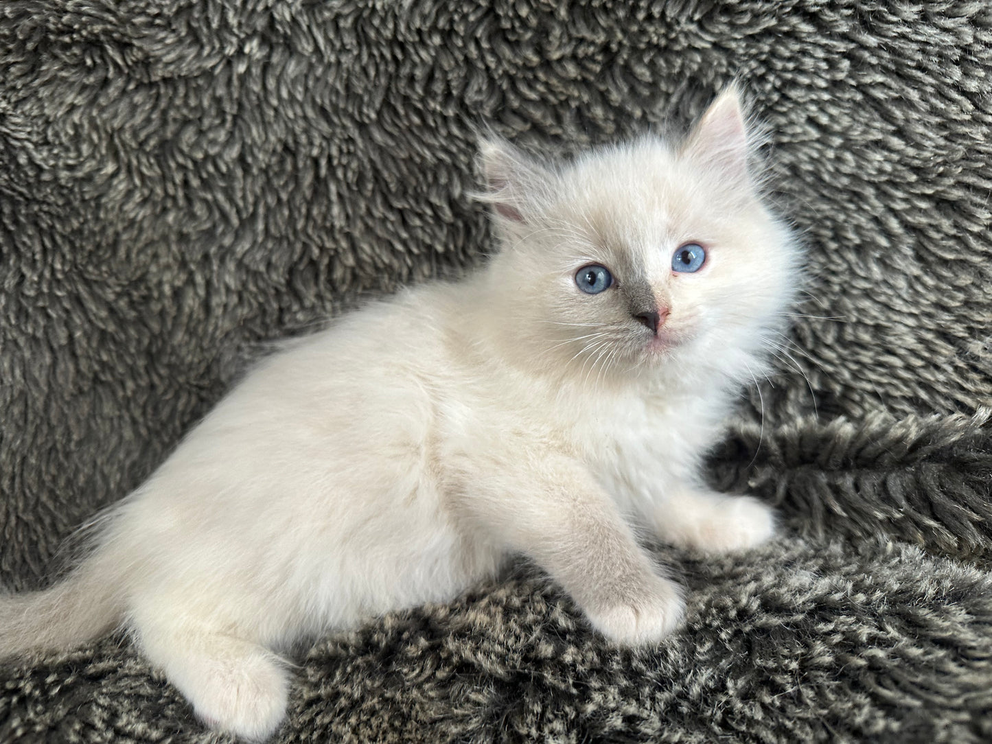 Looks to the MOON - Cream/Blue Point tortie - FEMALE - Available - 6/5/25 - $2100