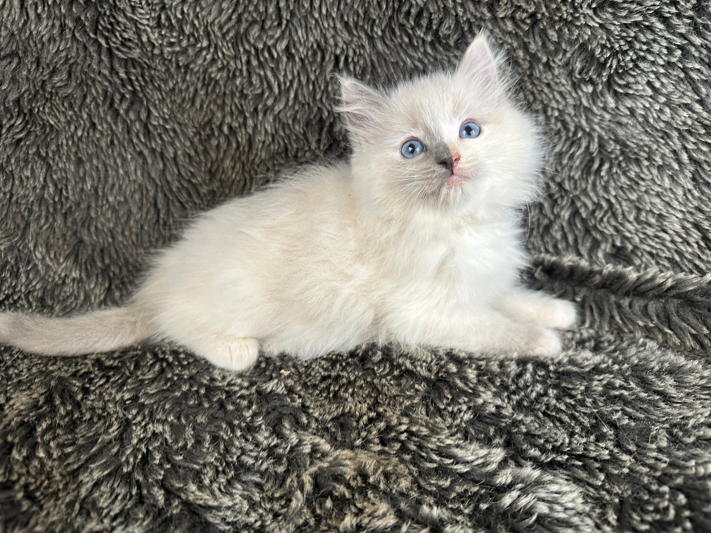 Looks to the MOON - Cream/Blue Point tortie - FEMALE - Available - 6/5/25 - $2100
