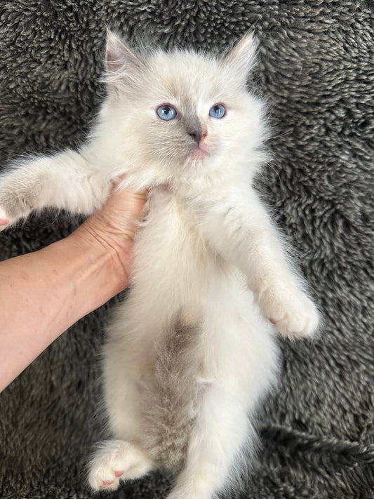 Looks to the MOON - Cream/Blue Point tortie - FEMALE - Available - 6/5/25 - $2100