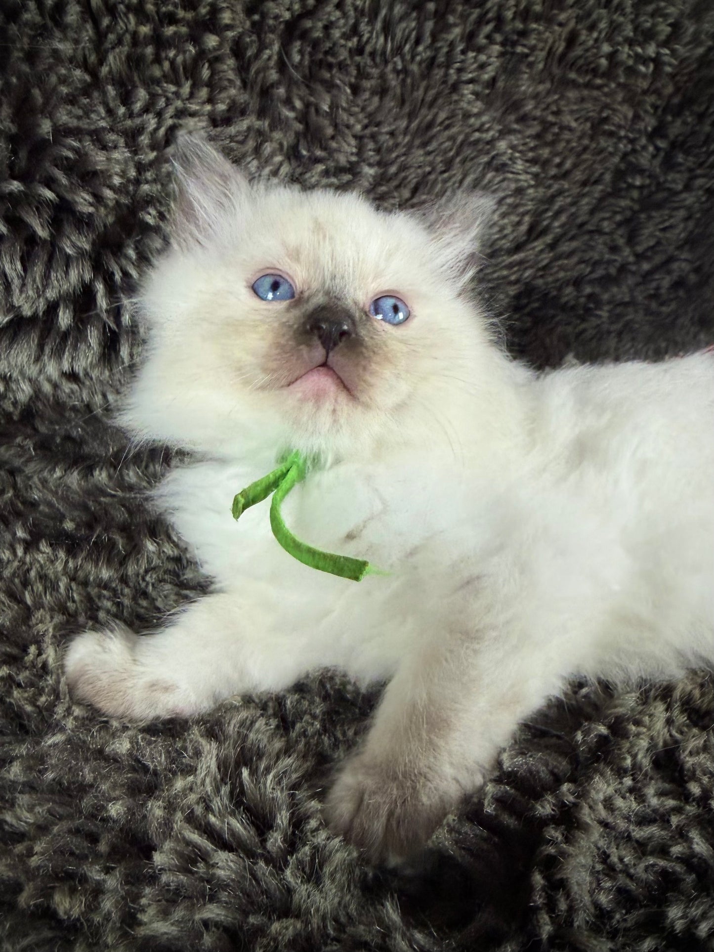 Mayfly  - FEMALE  - seal tortie point
