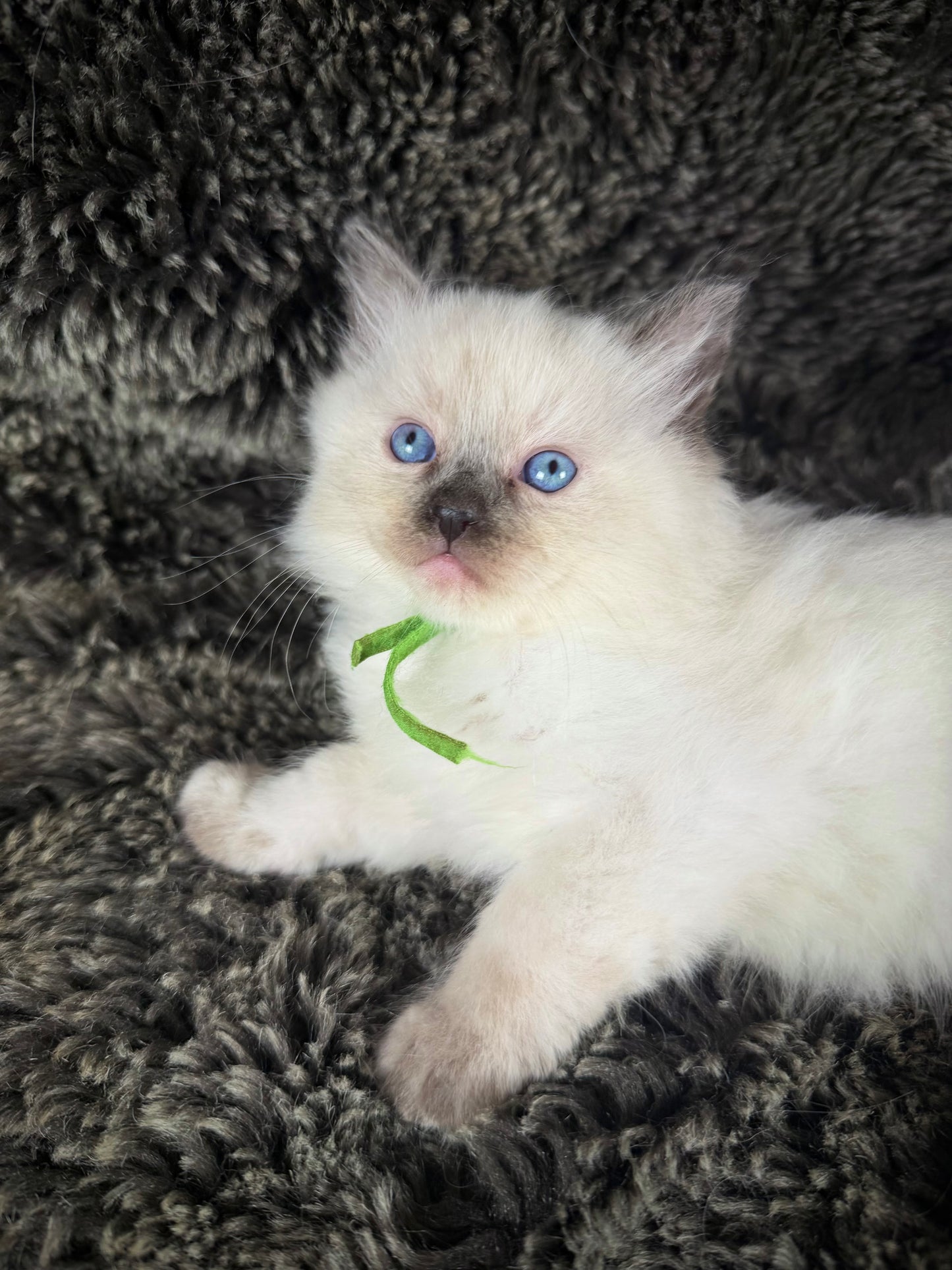 Mayfly  - FEMALE  - seal tortie point