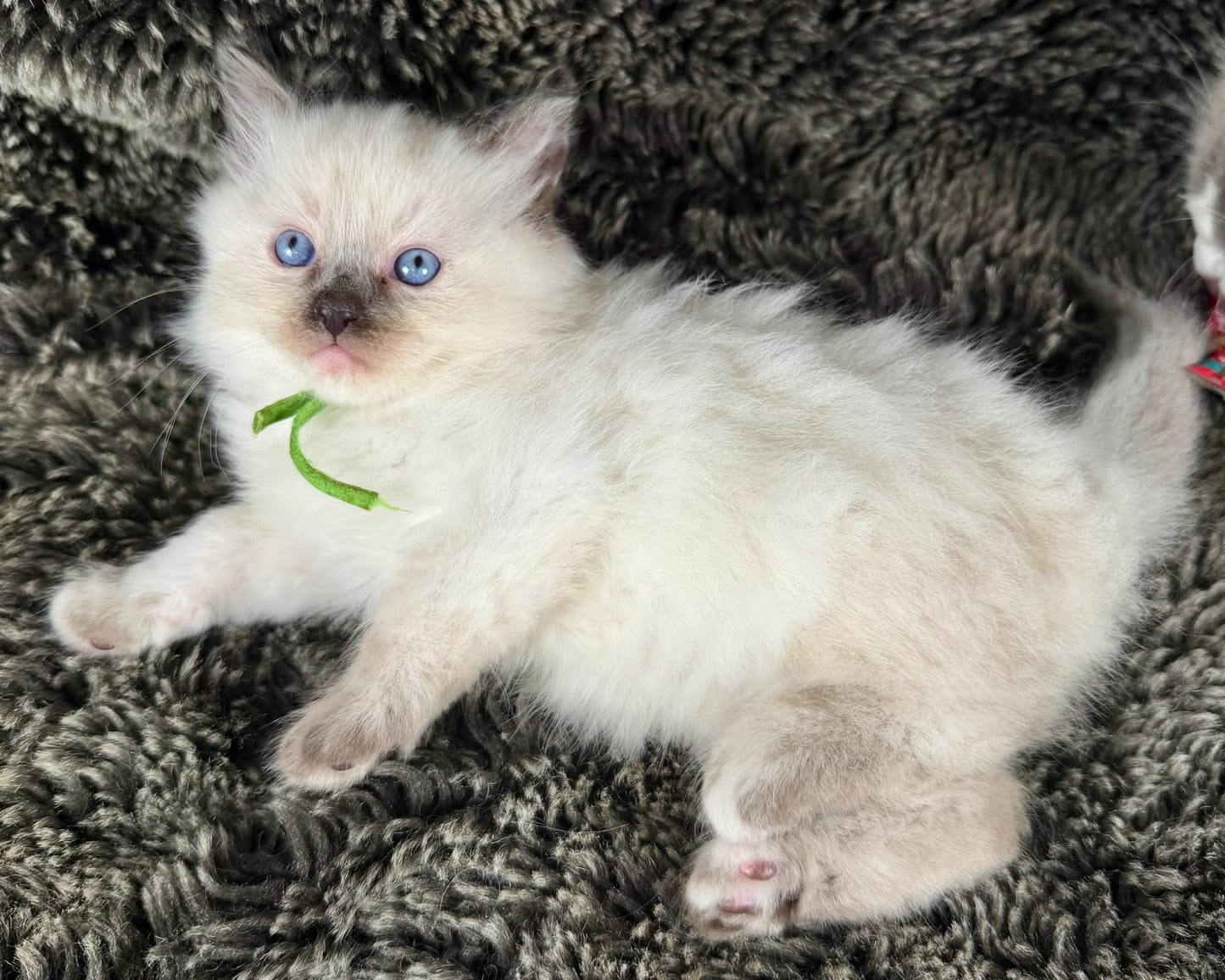 Mayfly  - FEMALE  - seal tortie point