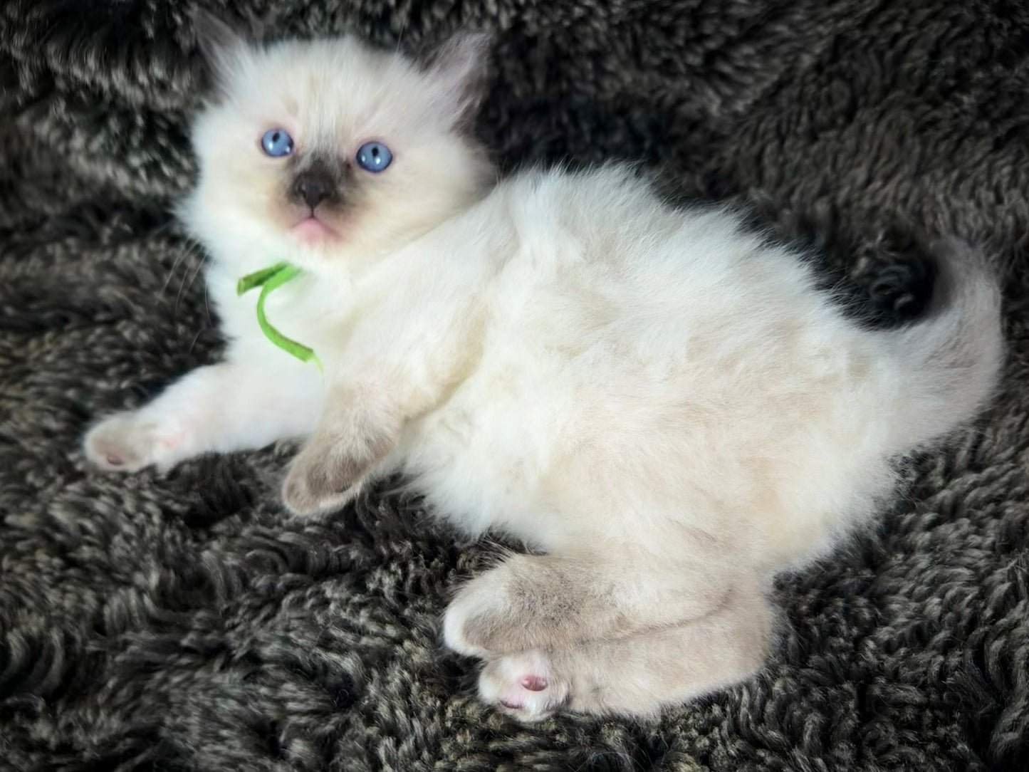 Mayfly  - FEMALE  - seal tortie point