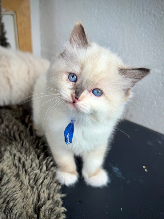 Damselfly - FEMALE - Seal/Flame Tortie