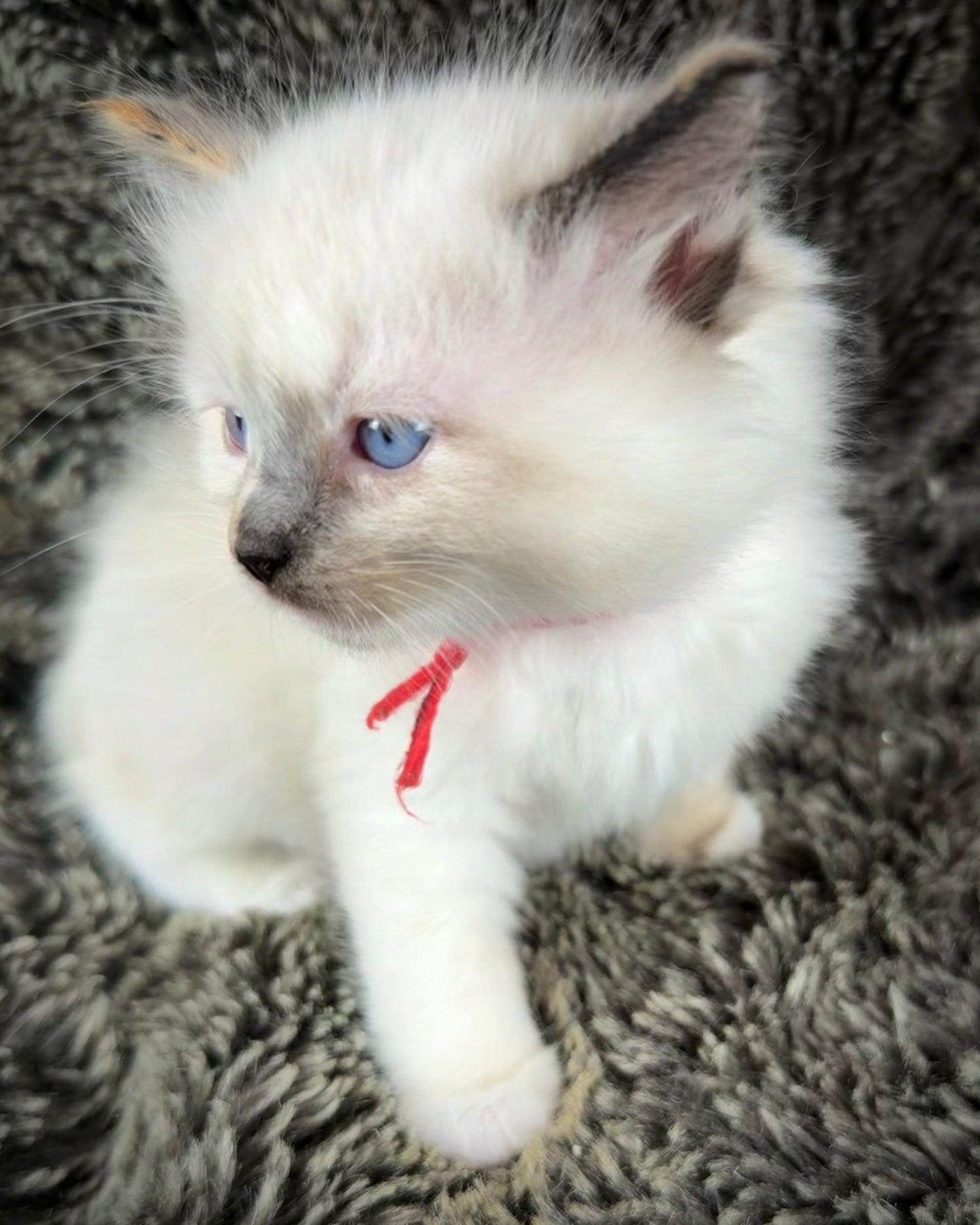 Bumble bee  - FEMALE - seal point tortie