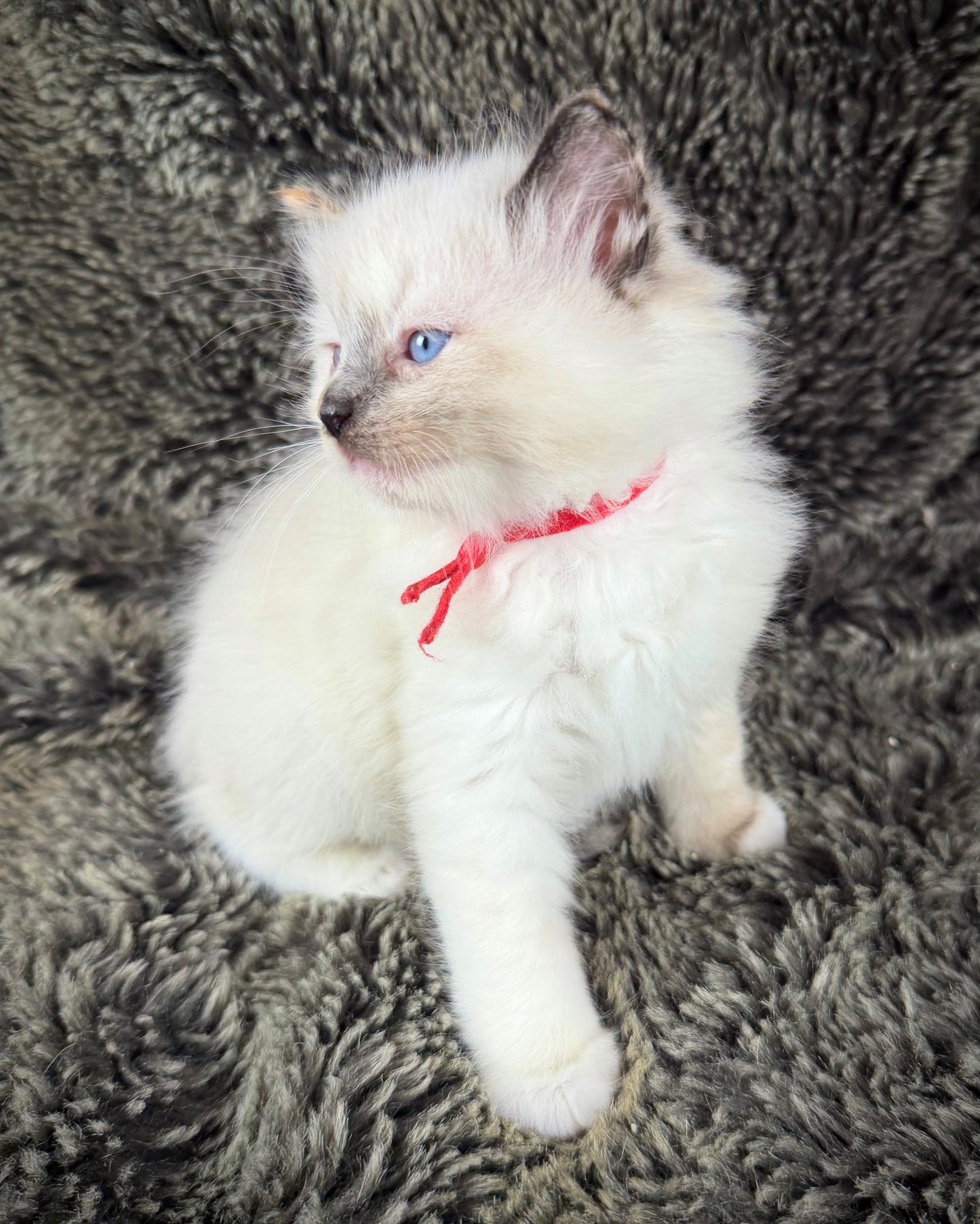Bumble bee  - FEMALE - seal point tortie