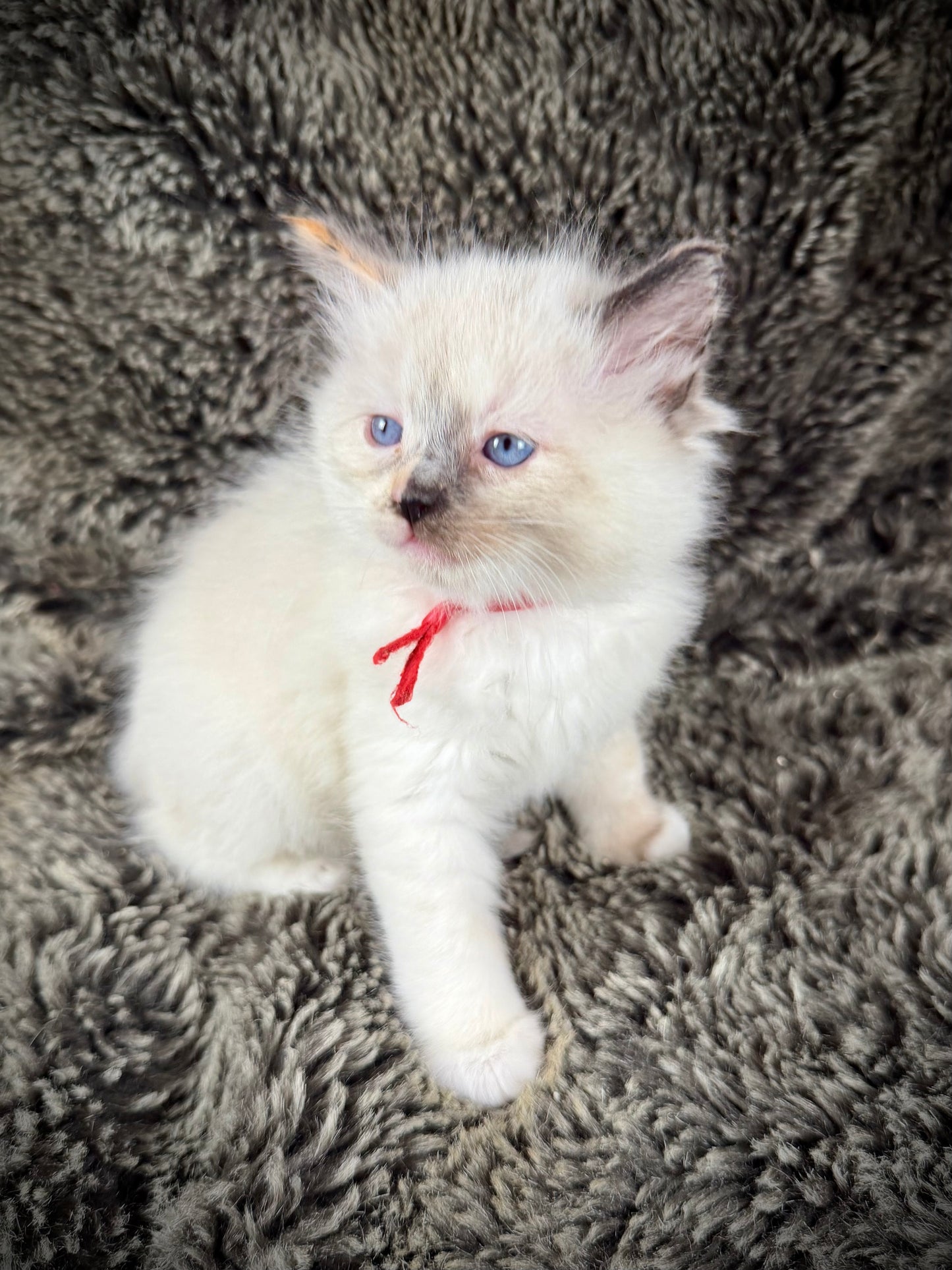 Bumble bee  - FEMALE - seal point tortie