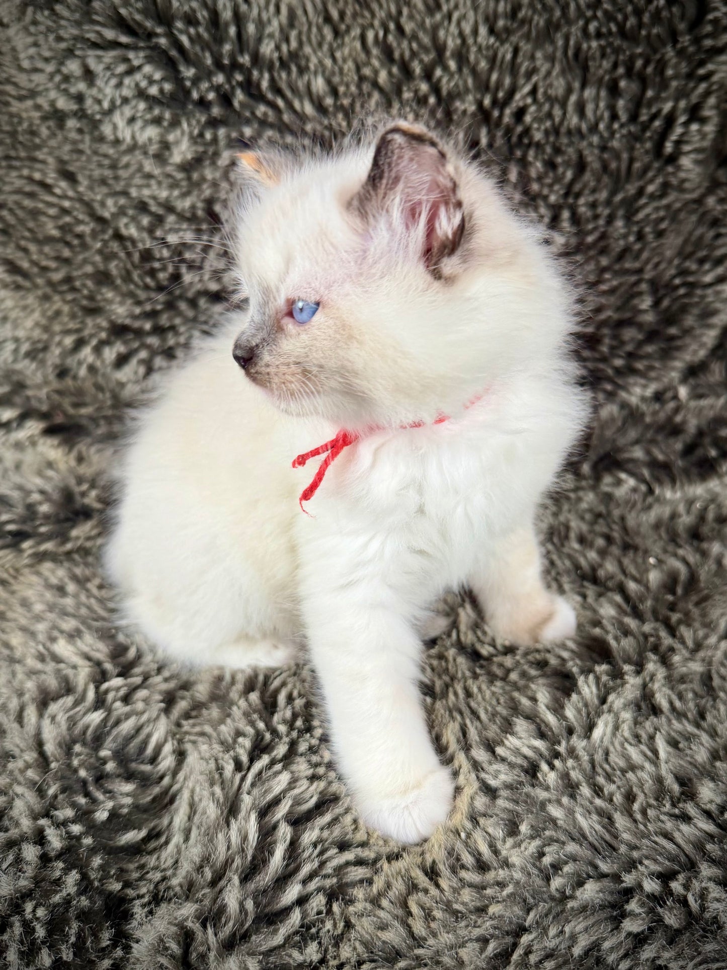 Bumble bee  - FEMALE - seal point tortie