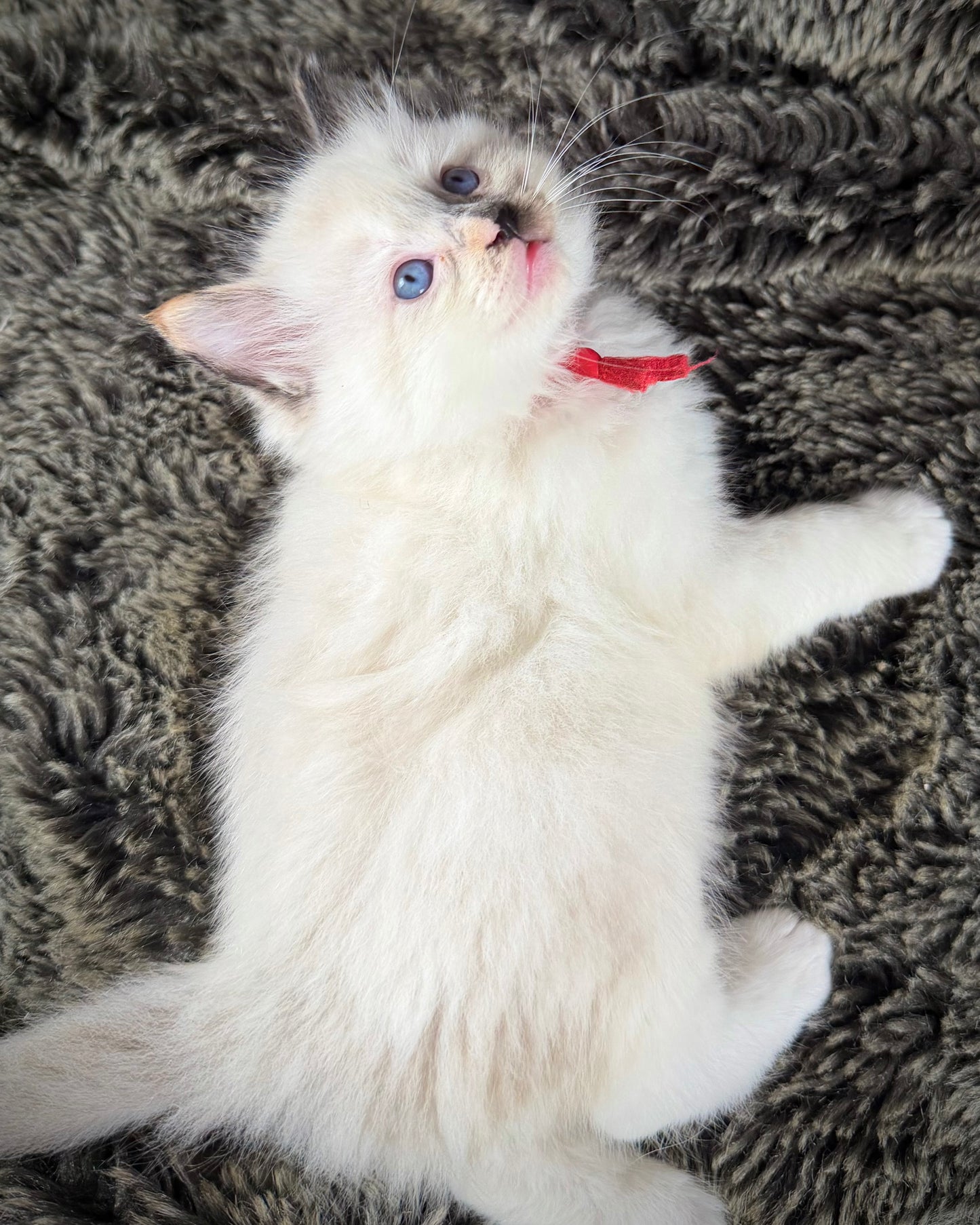 Bumble bee  - FEMALE - seal point tortie
