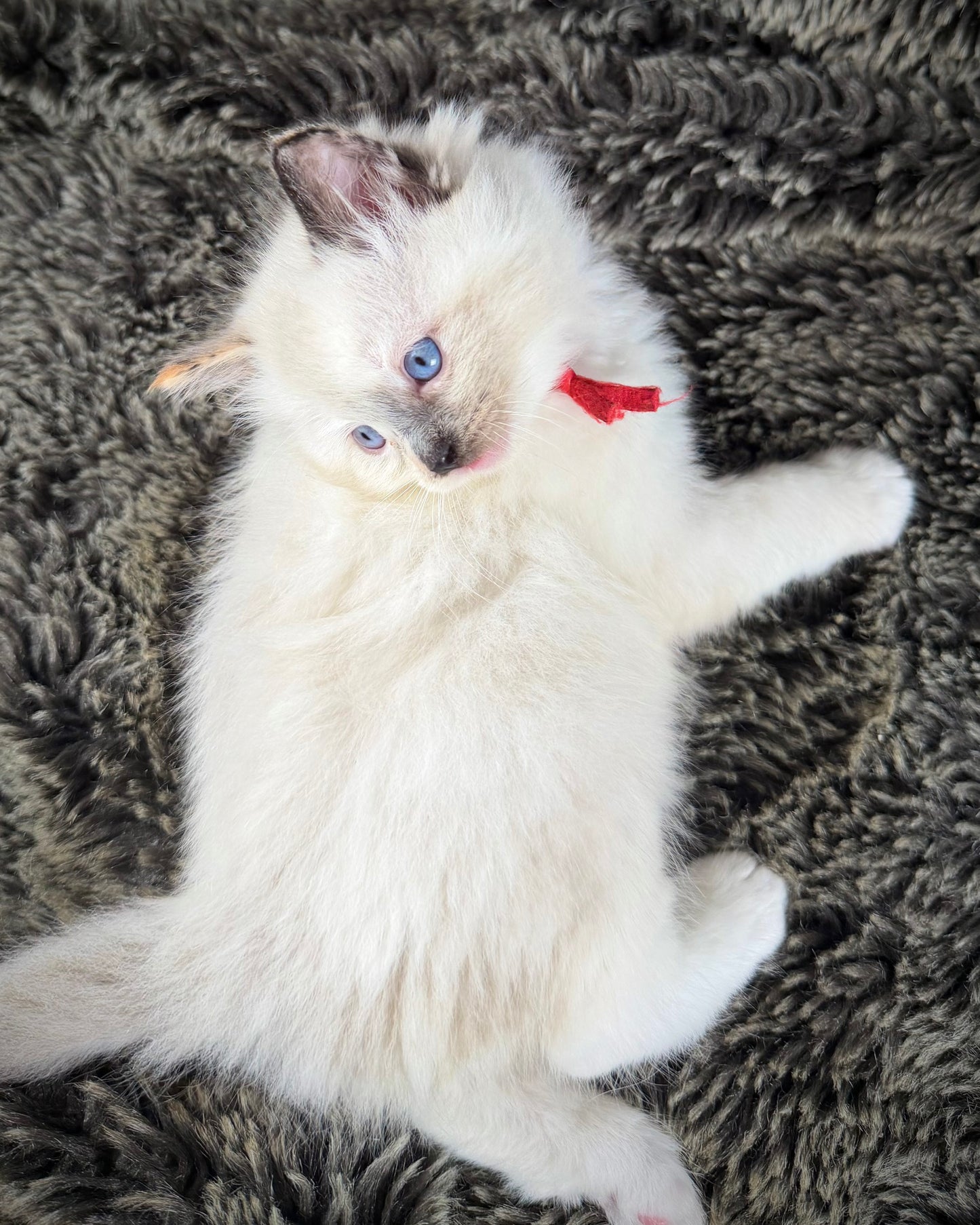 Bumble bee  - FEMALE - seal point tortie
