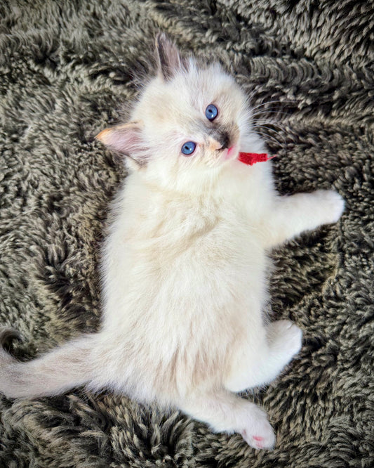 Bumble bee  - FEMALE - seal point tortie