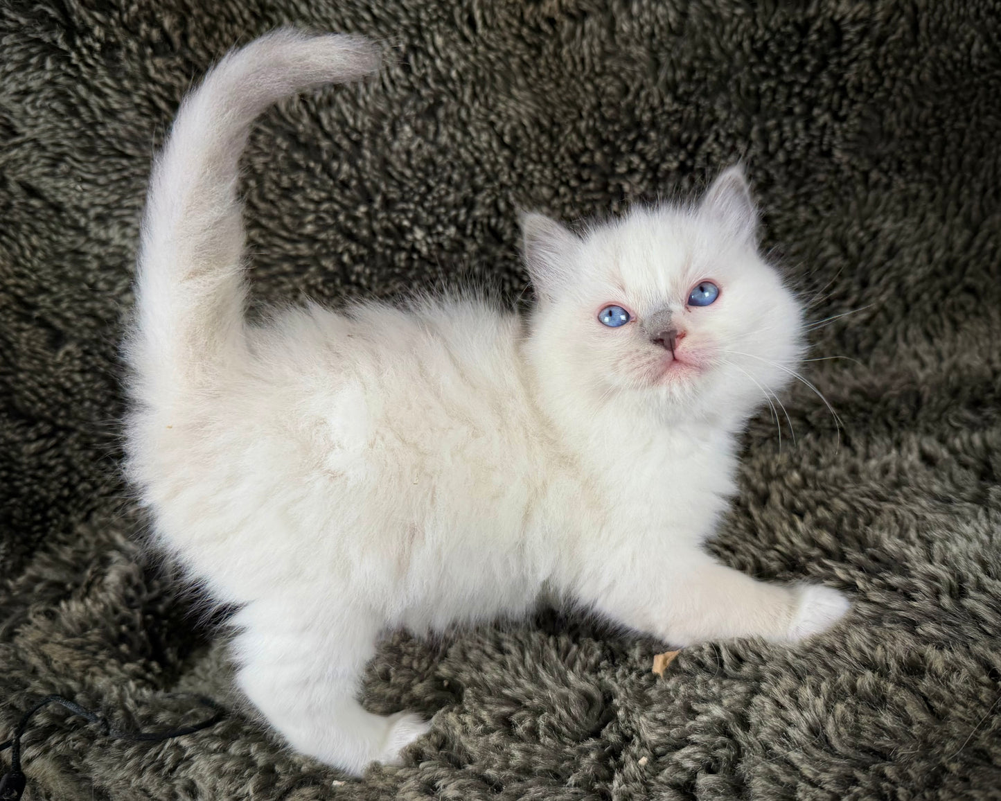 Shortcake  - FEMALE - blue cream tortie