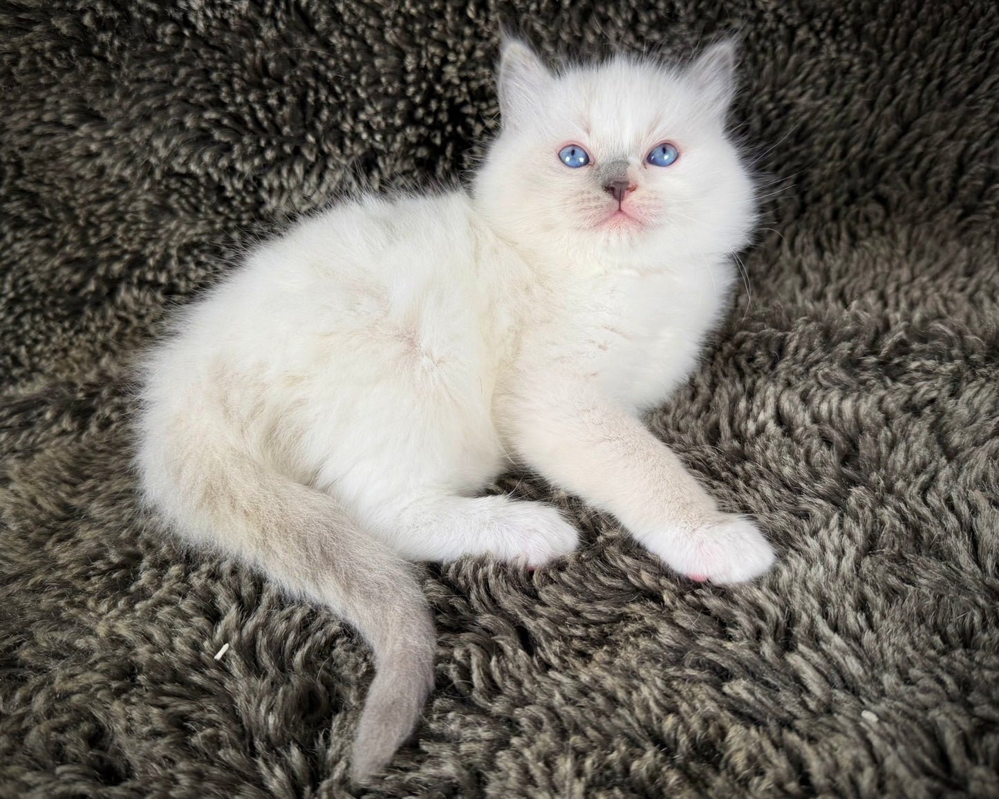 Shortcake  - FEMALE - blue cream tortie