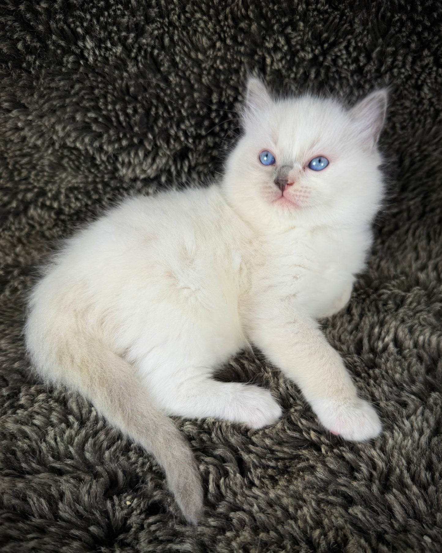 Shortcake  - FEMALE - blue cream tortie