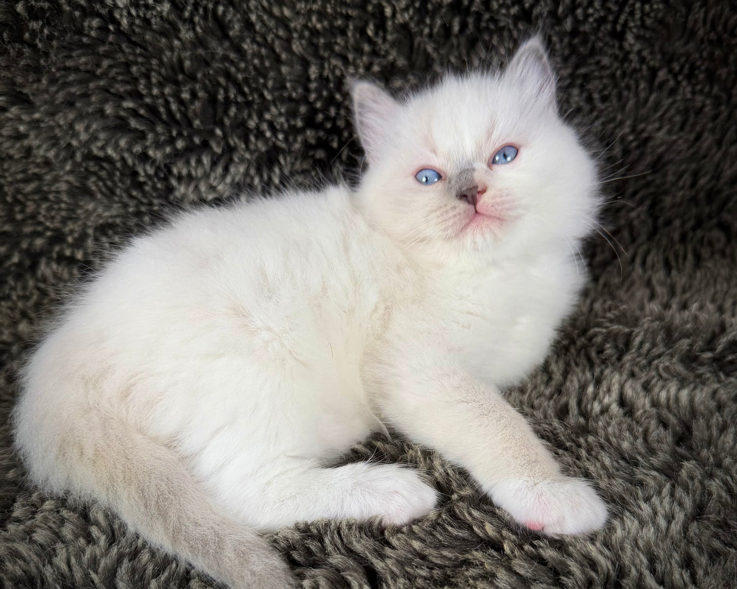 Shortcake  - FEMALE - blue cream tortie