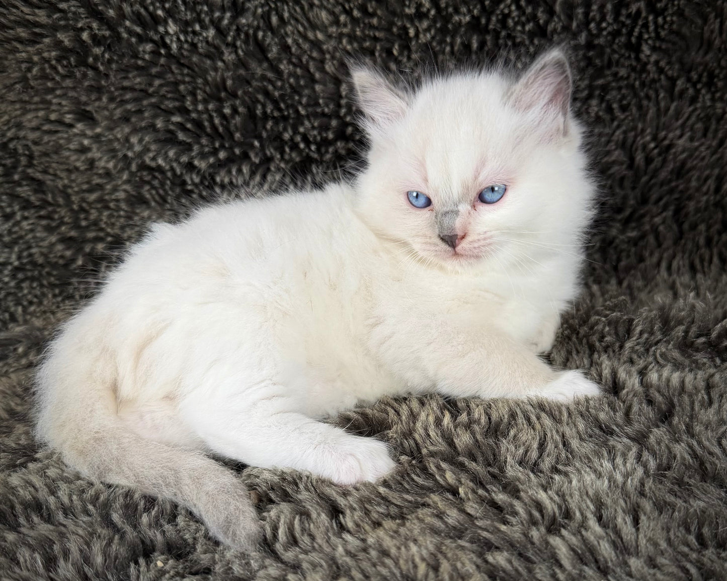 Shortcake  - FEMALE - blue cream tortie