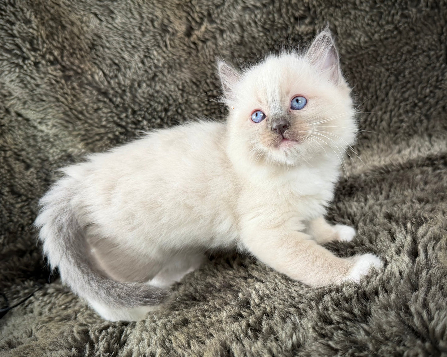 grasshopper -MALE - chocolate point mitted