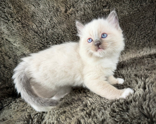 grasshopper -MALE - blue point mitted