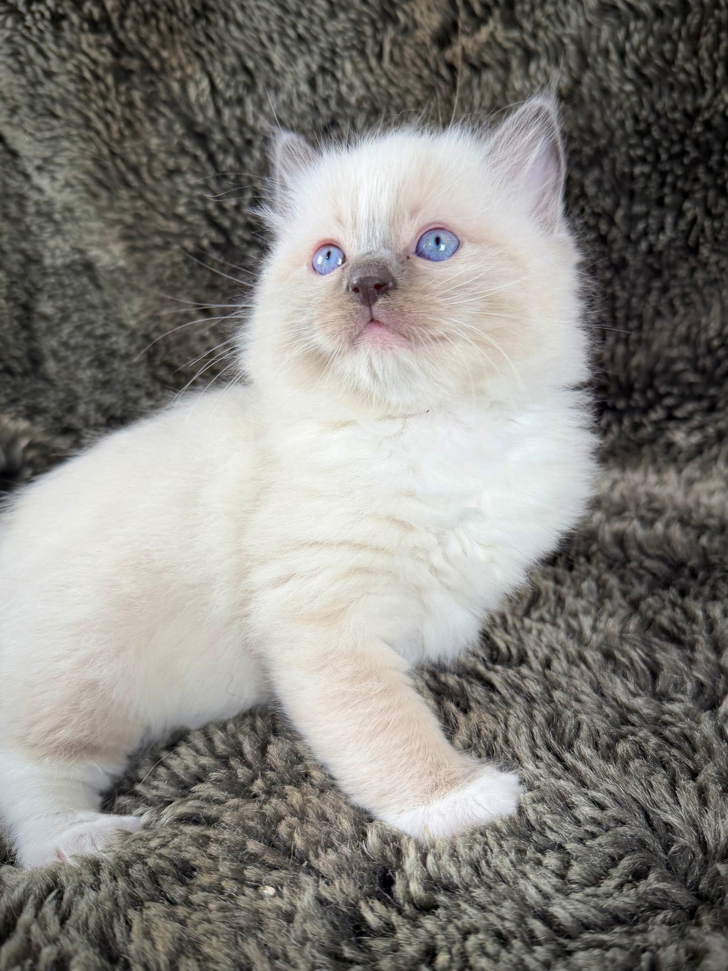 grasshopper -MALE - chocolate point mitted