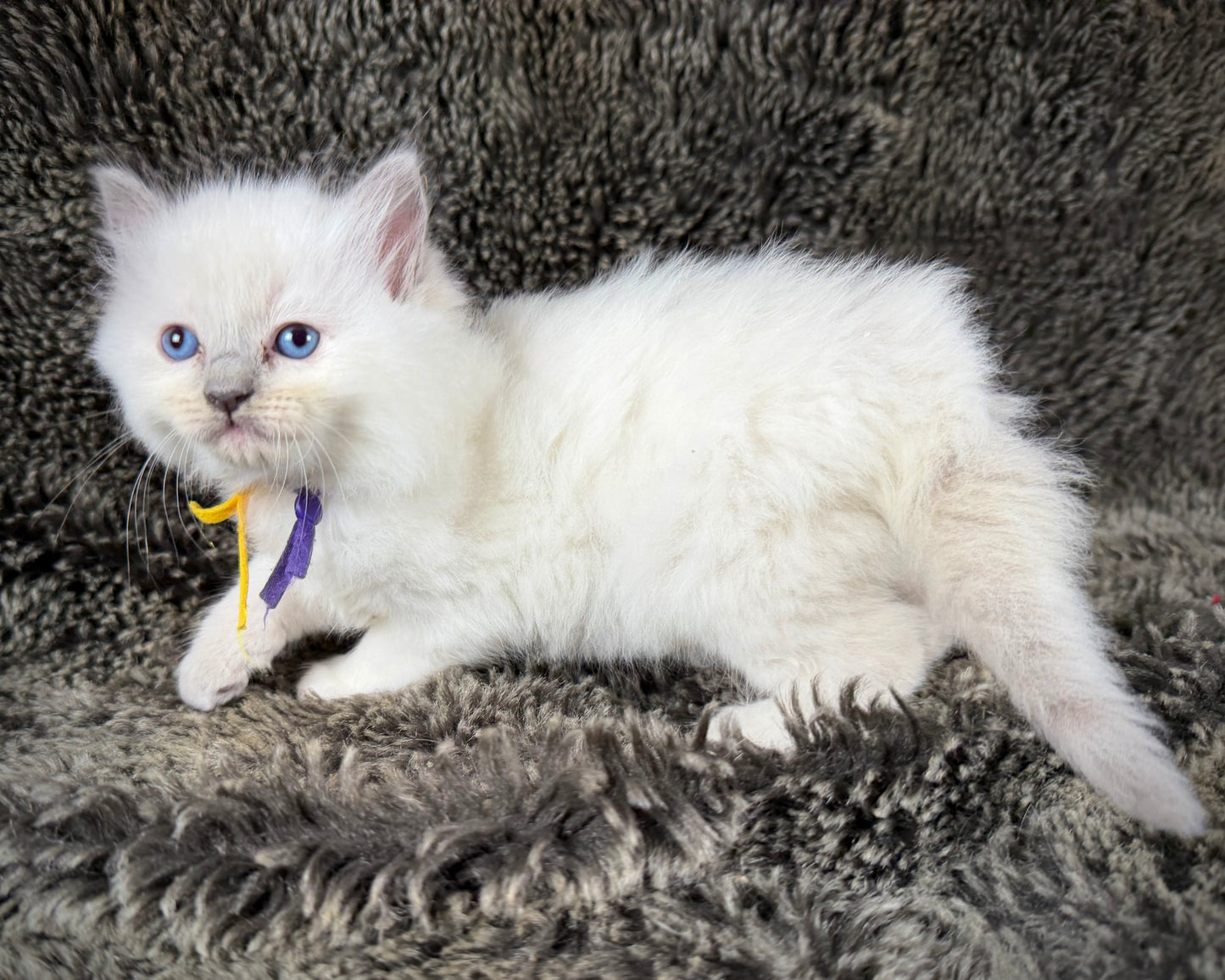 Momo  - FEMALE  - Lilac tortie