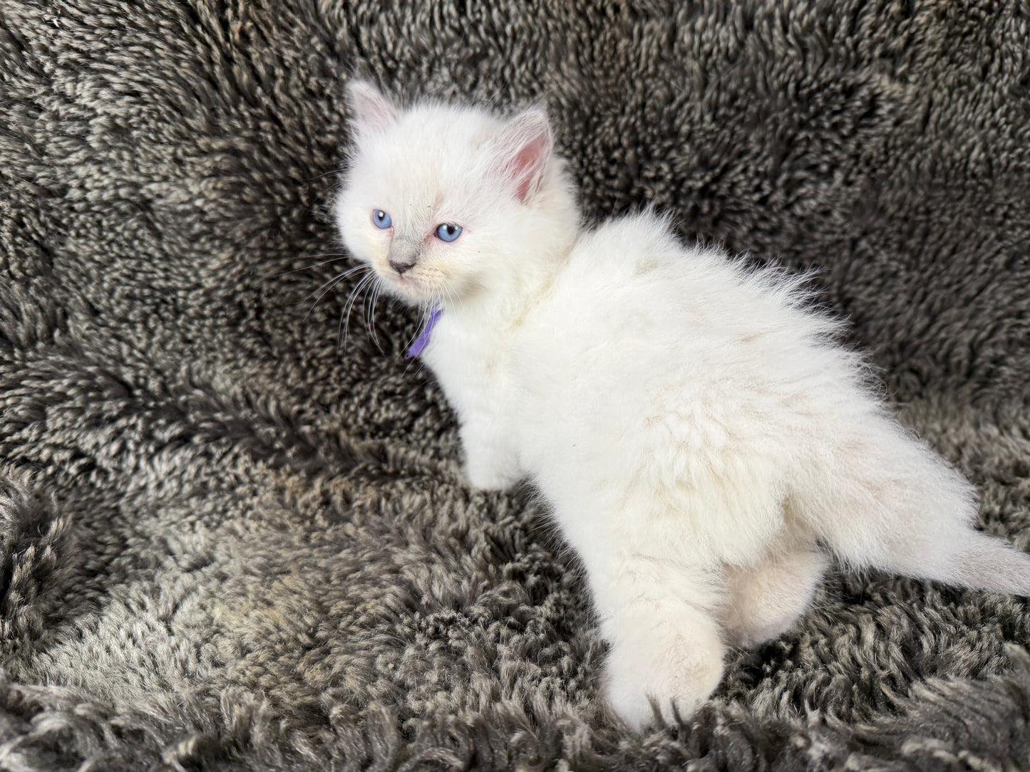 Momo  - FEMALE  - Lilac tortie