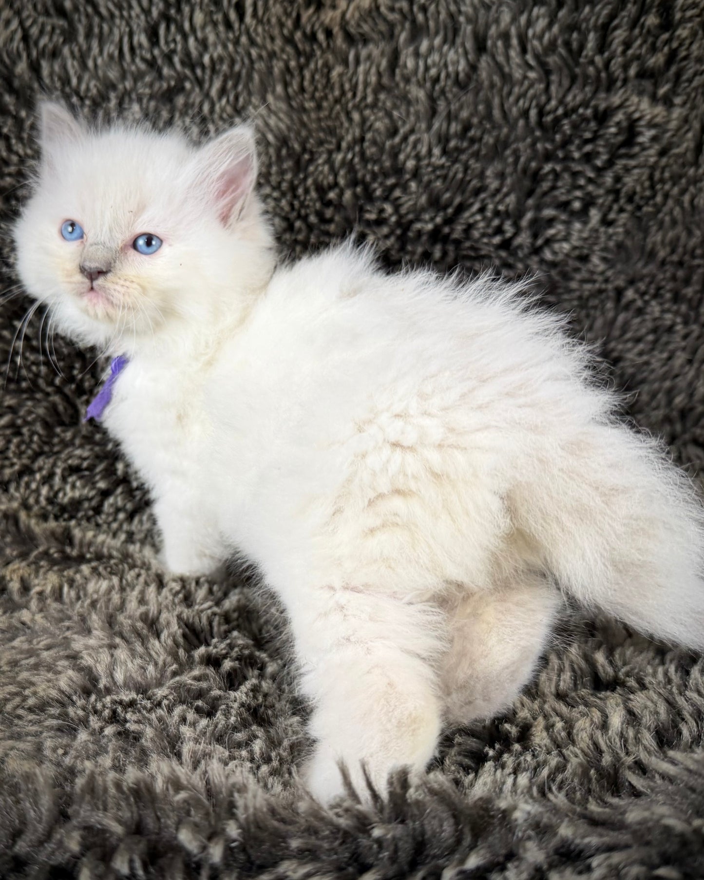 Momo  - FEMALE  - Lilac tortie