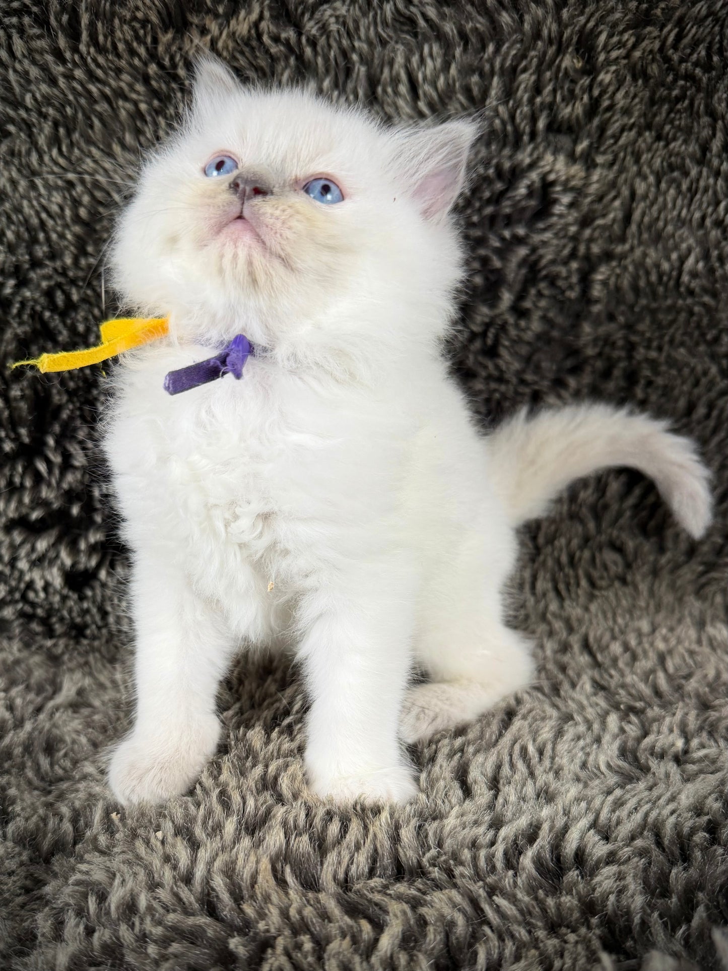 Momo  - FEMALE  - Lilac tortie