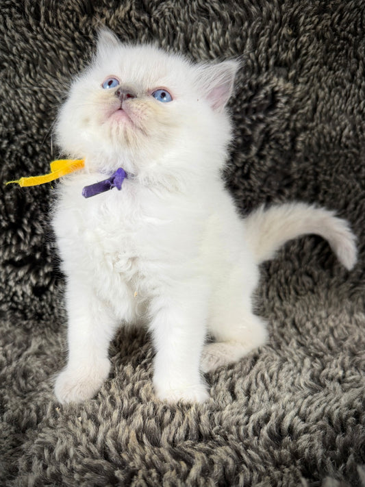 Momo  - FEMALE  - Lilac tortie