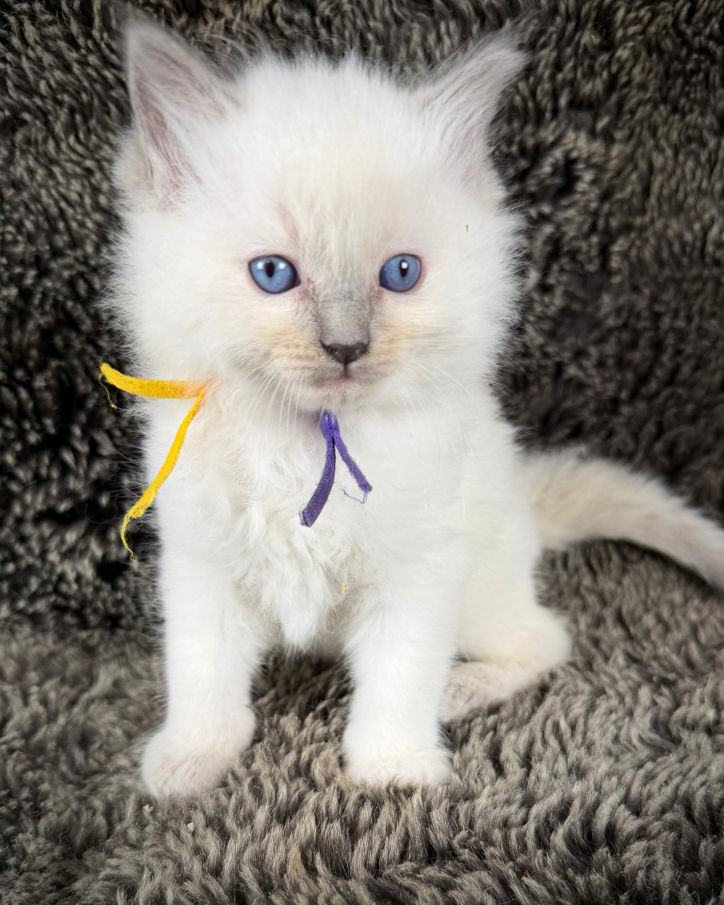 Momo  - FEMALE  - Lilac tortie