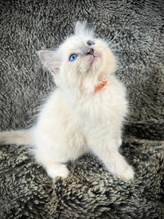 Guacamole - Blue Mitted - MALE - AVAILABLE 6/5/2025