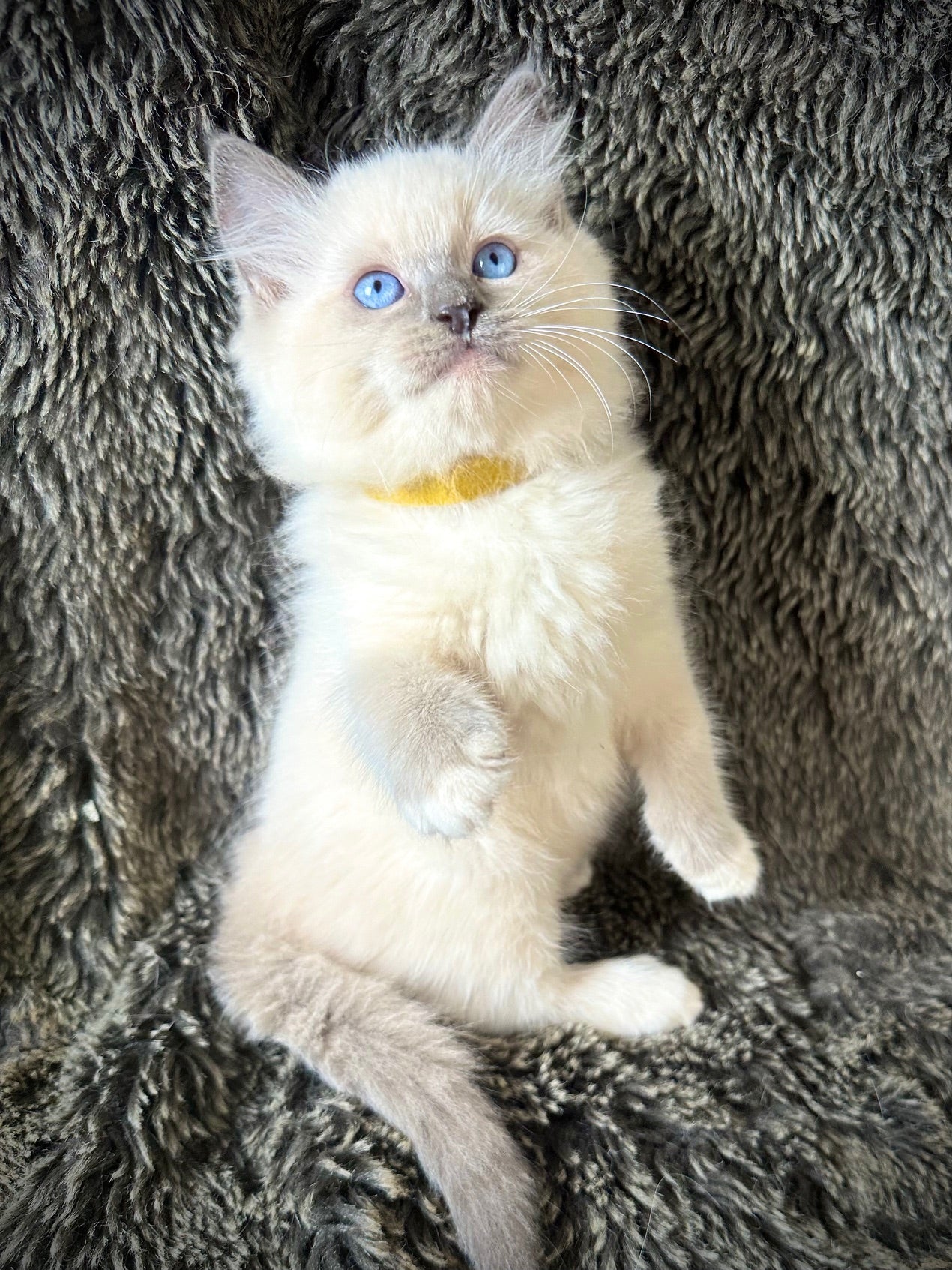 Ceviche - Blue Mitted - MALE - AVAILABLE 6/5/2025